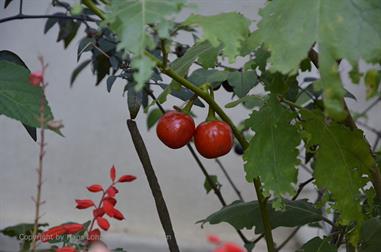 Thekkady, Abrahams Spice Garden, Aubergine_DSC7216_H600